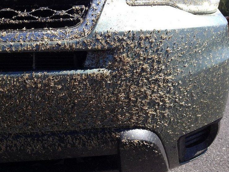 5 весенних опасностей для лакокрасочного покрытия кузова автомобиля