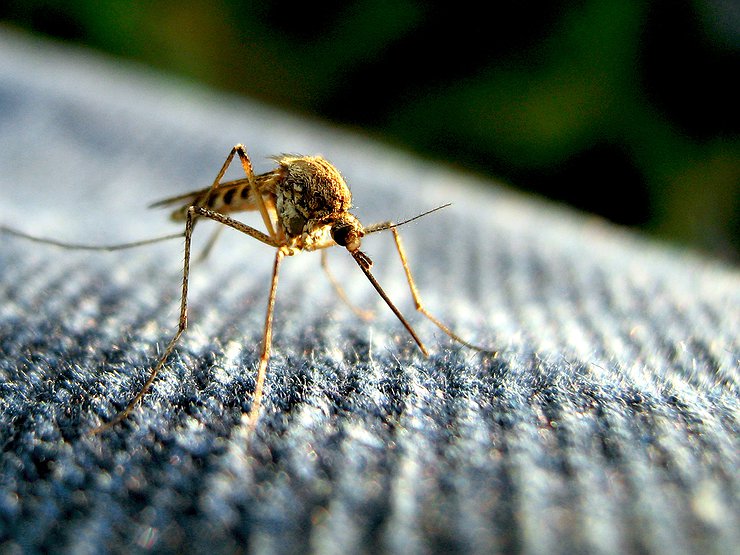 Магический круг: как защитить салон машины от комаров и слепней