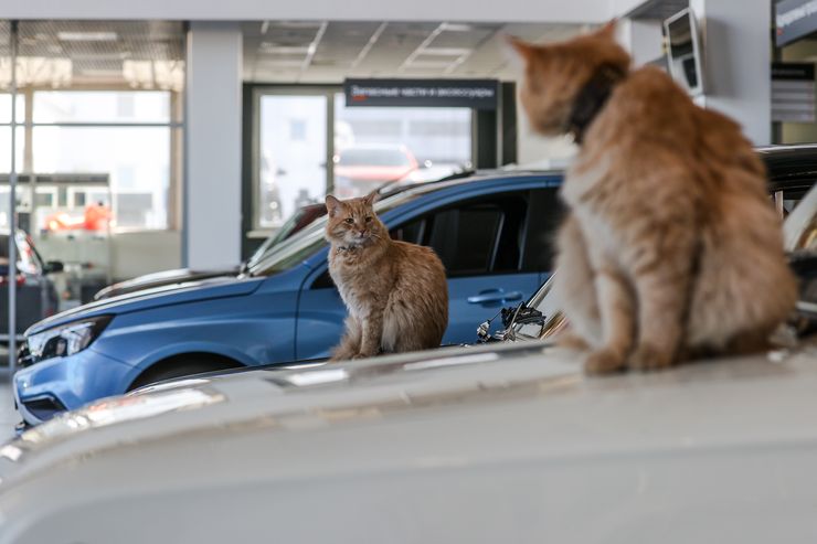 Обратный отсчет: большинству российских автодилеров осталось жить максимум полгода
