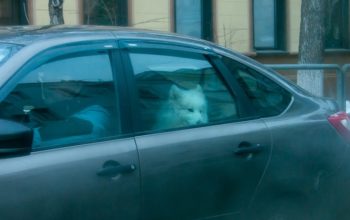 Недействительные и несуществующие штрафы, в которые продолжают верить тысячи водителей